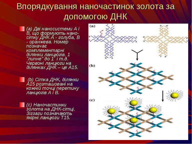 Впорядкування наночастинок золота за допомогою ДНК (a) Дві наносистеми А і В,...
