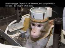 Мавпа Гордо: Перша в світі мавпа, яка потрапила в космос , 13 грудня 1958 року