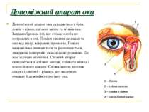 Допоміжний апарат ока Допоміжний апарат ока складається з брів, повік з віями...