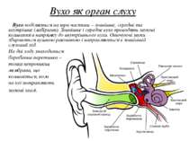 Вухо як орган слуху Вухо поділяється на три частини – зовнішнє, середнє та вн...