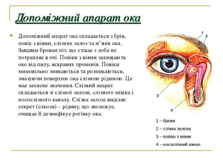 Допоміжний апарат ока Допоміжний апарат ока складається з брів, повік з віями...