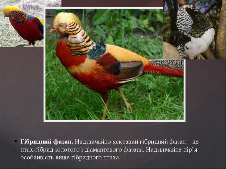 Гібридний фазан. Надзвичайно яскравий гібридний фазан – це птах-гібрид золото...