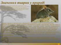 Значення тварин у природі Тваринний світ є важливою частиною біосфери Землі і...