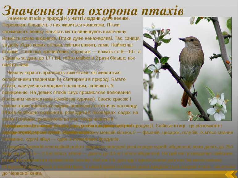 Значення та охорона птахів Значення птахів у природі й у житті людини дуже ве...