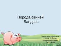 Порода свиней Ландрас Презентацію підготувала учениця 11-В класу Кузнецовсько...