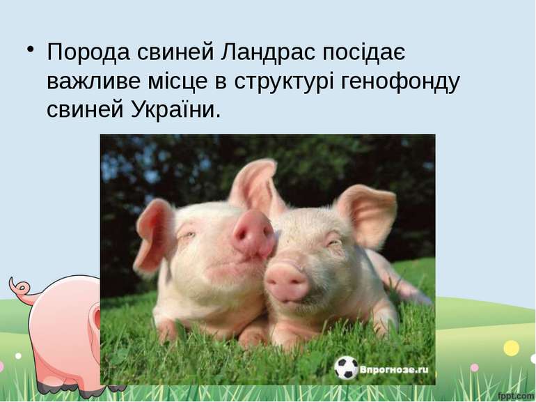Порода свиней Ландрас посідає важливе місце в структурі генофонду свиней Укра...