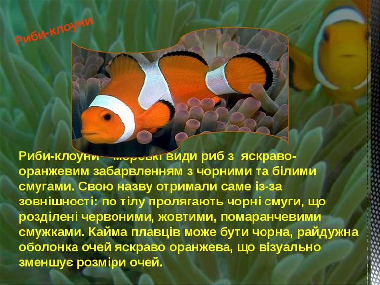Риби-клоуни – морські види риб з яскраво-оранжевим забарвленням з чорними та ...