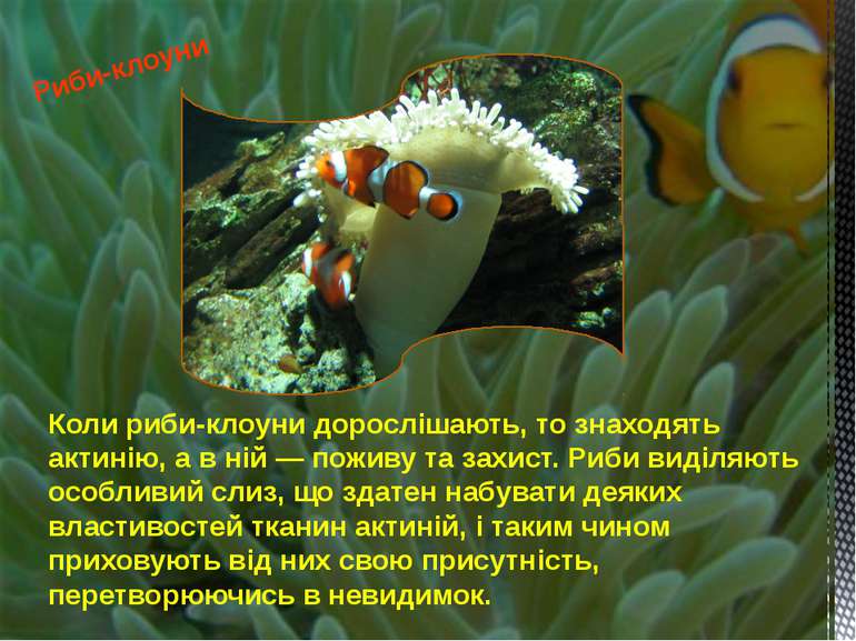 Коли риби-клоуни дорослішають, то знаходять актинію, а в ній — поживу та захи...