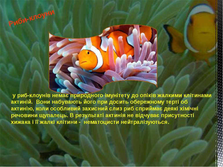 у риб-клоунів немає природного імунітету до опіків жалкими клітинами актиній....