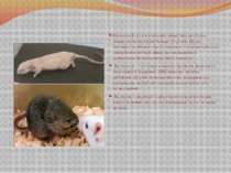 Вченим вдалося клонувати мишу, яка пробула в замороженому стані більше 16 рок...