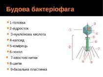 Будова бактеріофага 1-головка 2-відросток 3-нуклеїнова кислота 4-капсид 5-ком...