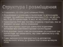 Становлять 10–15% (усієї клітинної РНК) Локалізовані в основному в гіалоплазм...