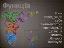 Вона приєднує до себе амінокислоти і переносить їх до місця синтезу білкової ...