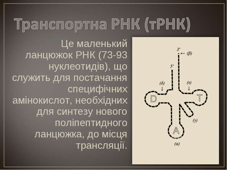 Це маленький ланцюжок РНК (73-93 нуклеотидів), що служить для постачання спец...