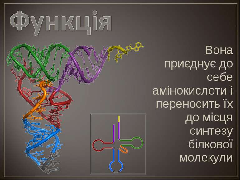 Вона приєднує до себе амінокислоти і переносить їх до місця синтезу білкової ...