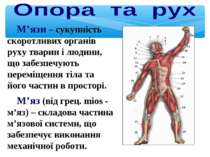 М’язи – сукупність скоротливих органів руху тварин і людини, що забезпечують ...