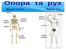 Відділи тіла Відділи скелету череп хребет таз грудна клітка нижня кінцівка ве...