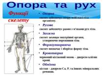 Опорна скелет забезпечує опору всій масі тіла організму. Рухова скелет забезп...