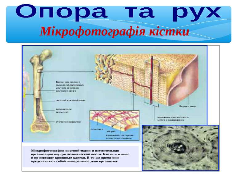 Мікрофотографія кістки