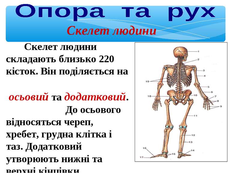 Скелет людини Скелет людини складають близько 220 кісток. Він поділяється на ...