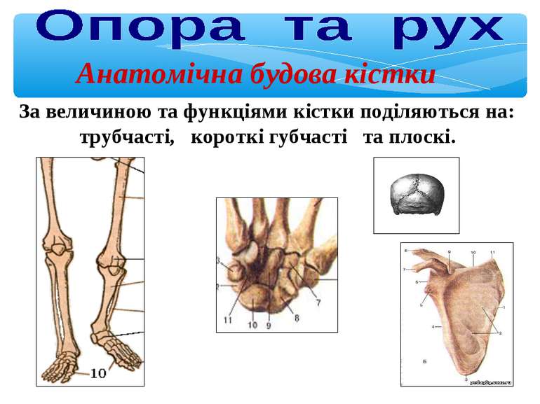 Анатомічна будова кістки За величиною та функціями кістки поділяються на: тру...
