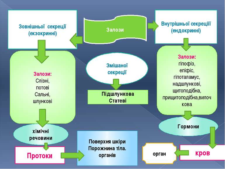 Залози Внутрішньої секреціії (ендокринні) Зовнішньої секреції (екзокринні) Зм...