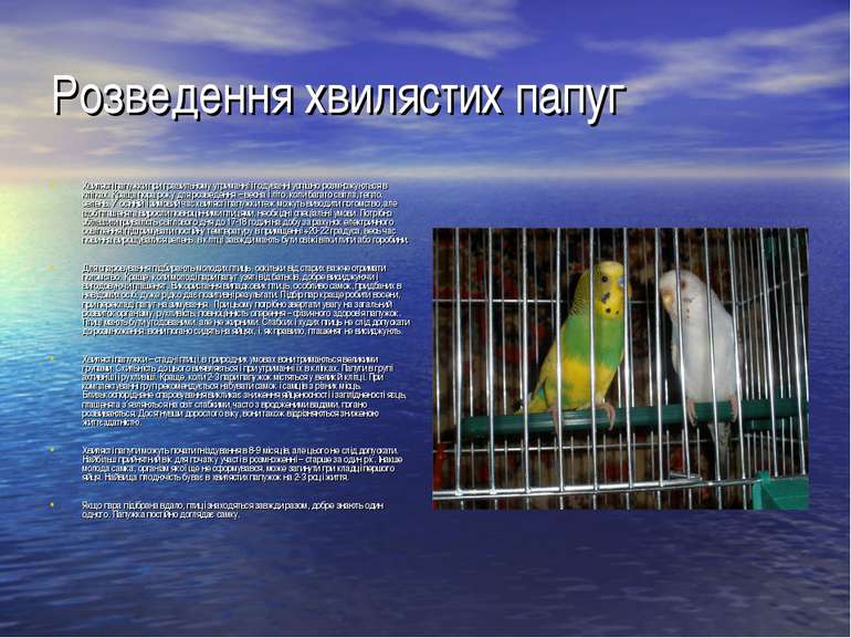 Розведення хвилястих папуг Хвилясті папужки при правильному утриманні і годув...