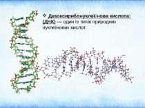 Дезоксирибонуклеї нова кислота (ДНК) — один із типів природних нуклеїнових ки...