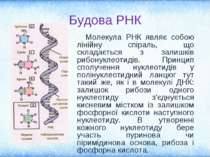 Будова РНК Молекула РНК являє собою лінійну спіраль, що складається з залишкі...