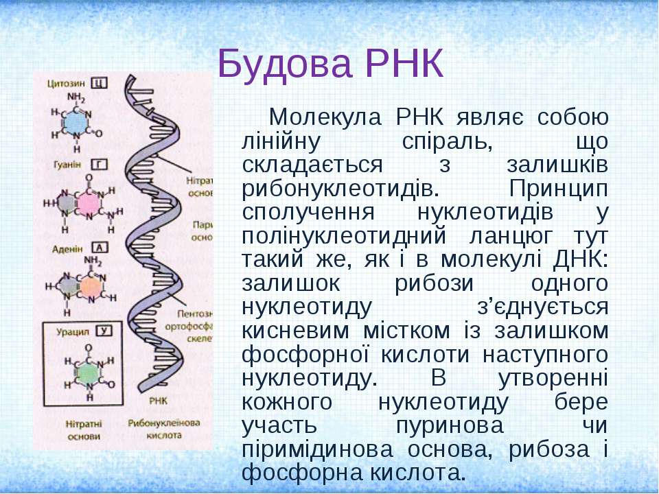 Молекулы рнк образуются. Ланцюг ДНК. ДНК РНК урацил. РНК участвует в. У молекулі РНК кількість ланцюгів становить.