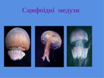 Сцифоідні медузи