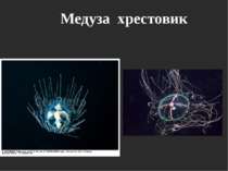 Медуза хрестовик