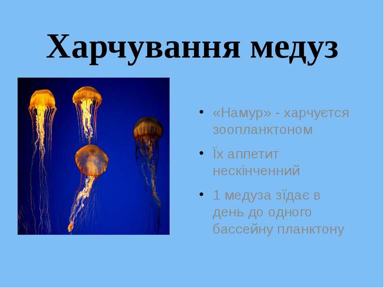 Харчування медуз «Намур» - харчуєтся зоопланктоном Їх аппетит нескінченний 1 ...