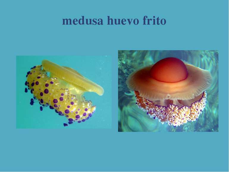 medusa huevo frito