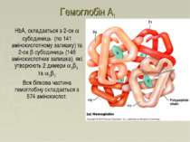 Гемоглобін A1 HbA1 складається з 2-ох a субодиниць (по 141 амінокислотному за...