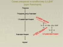 Схема утворення та катаболізму 2,3-ДФГ (шунт Рапопорта) Глюкоза Гліцеральдегі...