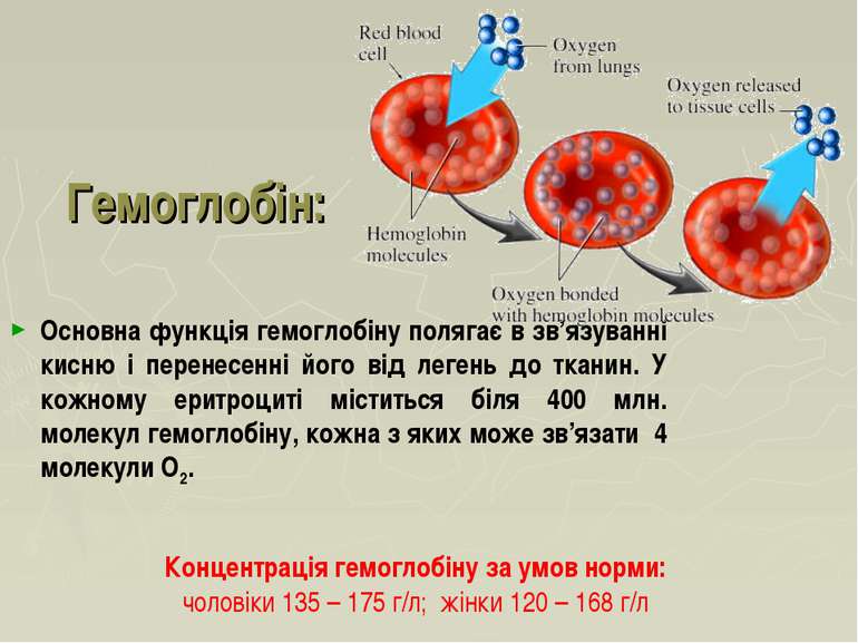 Гемоглобін: Основна функція гемоглобіну полягає в зв’язуванні кисню і перенес...