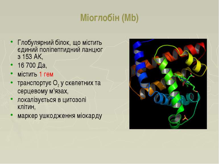 Міоглобін (Mb) Глобулярний білок, що містить єдиний поліпептидний ланцюг з 15...