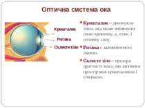 Оптична система ока Кришталик – двоопукла лінза, яка може змінювати свою крив...