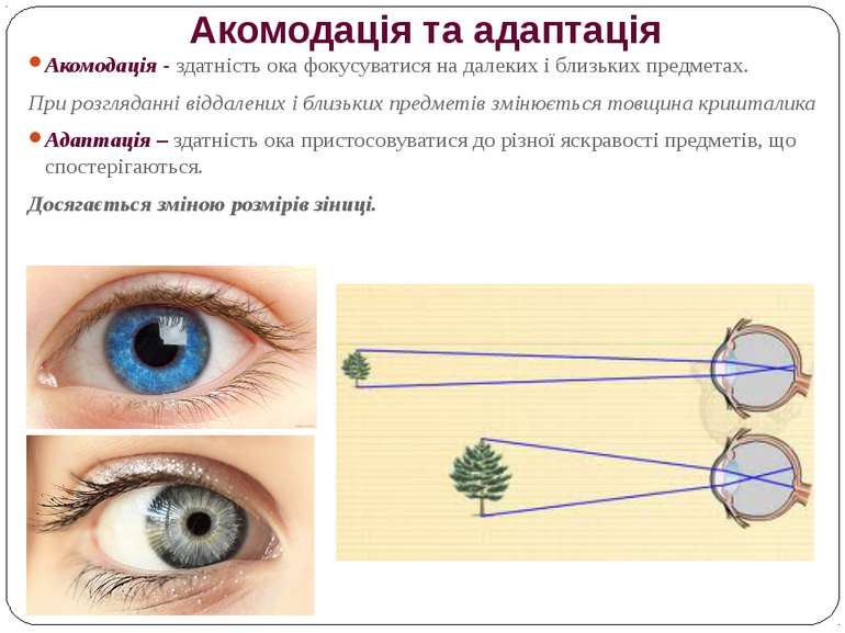 Акомодація та адаптація Акомодація - здатність ока фокусуватися на далеких і ...
