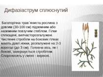 Дифазіаструм сплюснутий  Багаторічна трав`яниста рослина з довгим (30-100 см)...