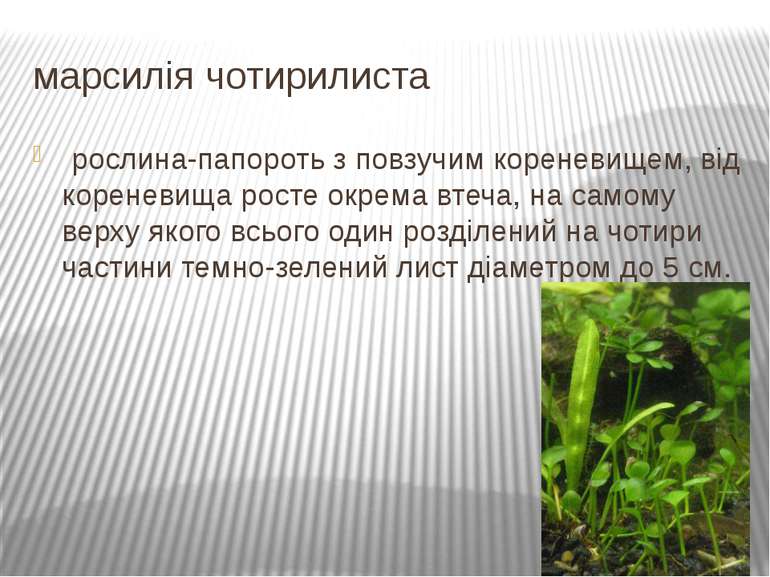 марсилія чотирилиста  рослина-папороть з повзучим кореневищем, від кореневища...