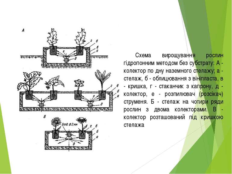 Схема вирощування рослин гідропонним методом без субстрату: А - колектор по д...