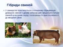 У свинарстві практикується в основному гібридизація домашніх свиней з диким к...