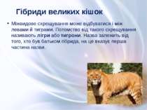 Міжвидове схрещування може відбуватися і між левами й тиграми. Потомство від ...
