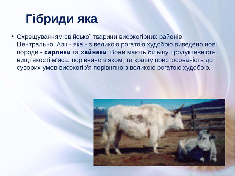 Схрещуванням свійської тварини високогірних районів Центральної Азії - яка - ...
