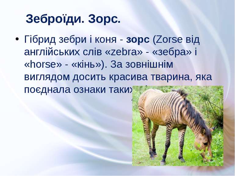 Гібрид зебри і коня - зорс (Zorse від англійських слів «zebra» - «зебра» і «h...