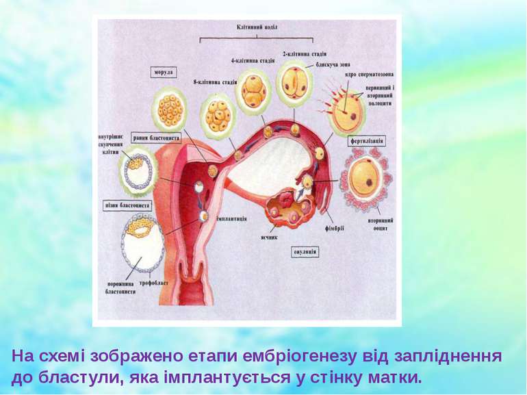 На схемі зображено етапи ембріогенезу від запліднення до бластули, яка імплан...