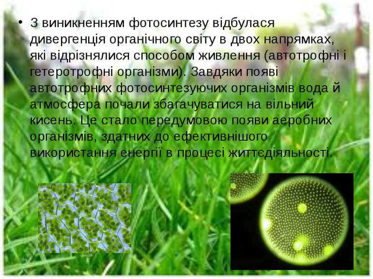 З виникненням фотосинтезу відбулася дивергенція органічного світу в двох напр...