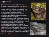 Отруйні змії Змії, що живуть на території України, не нападають на людину пер...
